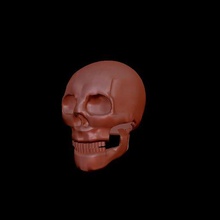 humano crânio 3d print model - Mito3D