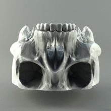 crânio humano vários cabeça 3d print model - Mito3D
