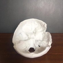 human skull various medicine medical bones 3d print model - Mito3D