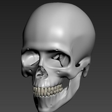umano cranio mascella ossatura denti scienza 3d print model - Mito3D