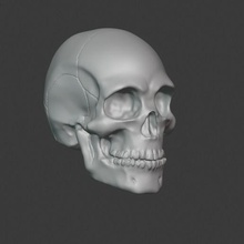 human skull 20 various bone head diorama anatomy art toy 3d print model - Mito3D