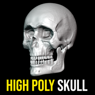 Humain crâne 3d impression tête squelette anatomie os chair médical terrifiant effrayant Mort vivant 3d print model - Mito3D