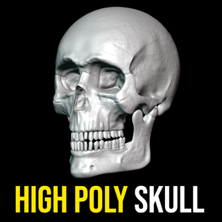 human skull 3d printing head skeleton anatomy bones carnium medical creepy scary undead 3d print model - Mito3D