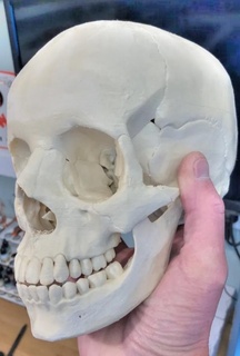 insan kafatası anatomik doğru diş stilize detaylı vampir kötü hasarlı karakter baş erkek iskelet tarz 3d print model - Mito3D