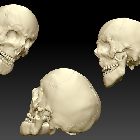 human skull mandible art low poly skeleton 3D print model - Mito3D