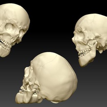 menschlicher Schädel, Unterkiefer Kunst low-poly Skelett 3d print model - Mito3D