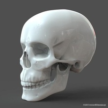 crâne humain modèle m3p1d1v1skull divers de la mâchoire os l'anatomie tête 3d print model - Mito3D