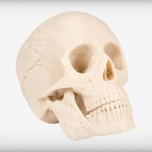 human skull art academy education learning 3d print model - Mito3D
