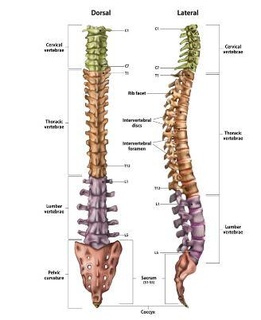 humano columna vertebral cervical lumbar sacro anatómico modelo médico estudiante 3d print model - Mito3D