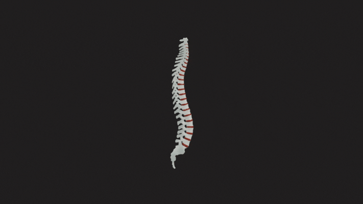 wirbelsäule scheibe segmentiert menschenstachel halswirbelsäule brustwirbelsäule lendenwirbelsäule kreuzbein steißbein bandscheiben anatomie wirbelsäulengesundheit rückenschmerzen orthopädie neurologie bewegung flexibilität schutz 3d print model - Mito3D