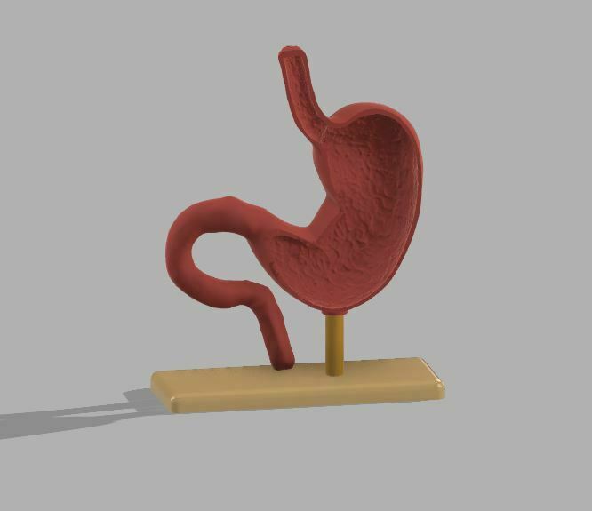 insan mide organlar organ sindirim sistemi Gıda 3D print model - Mito3D