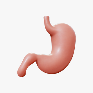human stomach anatomy organ oblique intestine digestive digestion rugae esphagus sphincter pyloric lowpoly longitudinal medical biology circular system organism anatomical 3d print model - Mito3D