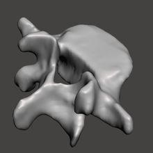 umana vertebra l5 vari colonna vertebrale l'anatomia la medicina l'osso 3d print model - Mito3D