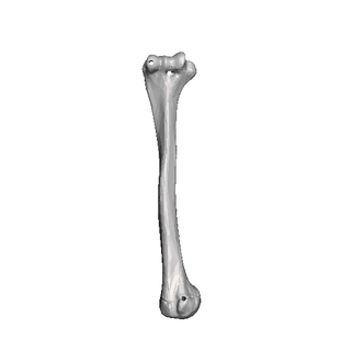 humerus anatomi insan vücut momentum3d 3d print model - Mito3D