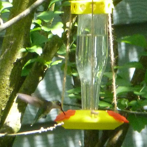 hummingbird feeder 3D print model - Mito3D