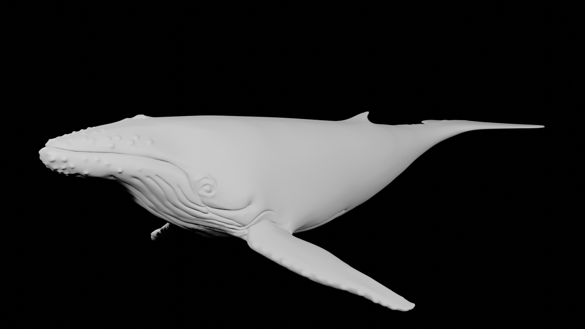 corcunda baleia animal arte decorar biologia 3D print model - Mito3D