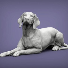 húngaro vizsla apontando cão 3d impressão modelo 3d print model - Mito3D