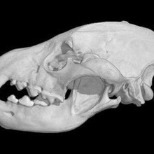 hyaena striped hyena skull various 3d print model - Mito3D