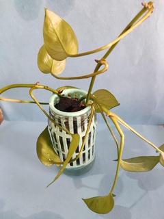 hydroponic pot jam jar garden gardening hydroponics flask 3d print model - Mito3D
