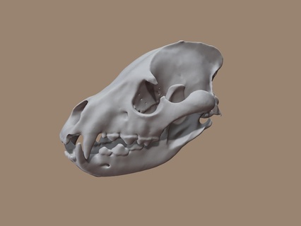 hyena skull based ct scan data marco valenzuela cranium animal science ctscan toy jaw bones nature wildlife beast predator 3d print model - Mito3D