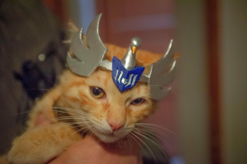 hyoga gato capacete gatinho cosplay animais estimação seiya cavaleirosofthezodiac santo zodíaco cavaleiros anime cisne 3d print model - Mito3D