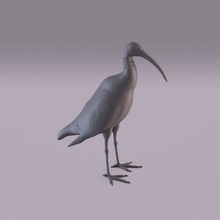 ibis pájaro animal figurilla estatua miniatura naturaleza decoración África Australia ornitología salvaje 3d print model - Mito3D
