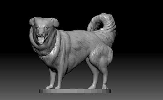 icelandic sheepdog dog furdog 3d print model - Mito3D