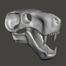 Inostrancevia dinossauro crânio dinossauros mandíbula anatômico lagarto cabeça esqueleto geológico geologia paleontologia cretáceo jurássico parque t rex 3d print model - Mito3D