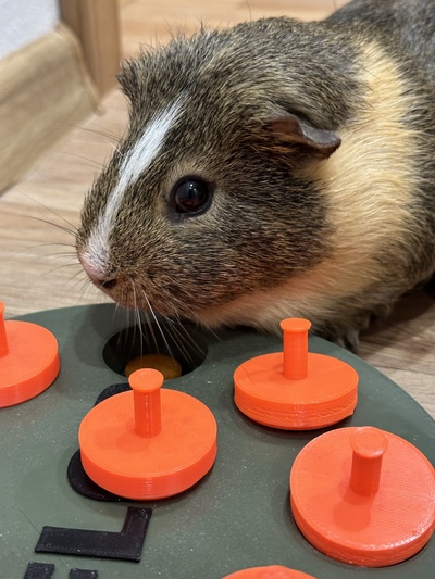 interactive feeding toy - guinea pig rabbit pets animal animals toys feed food drink rodent 3d print model - Mito3D