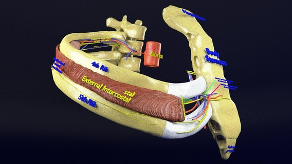 interkostal anatomi göğüs insan tıbbi Bilim sinir gemiler arter damar 3d print model - Mito3D