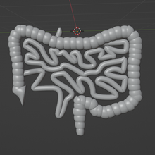 intestino órgão ampla pequeno digestivo 3d print model - Mito3D