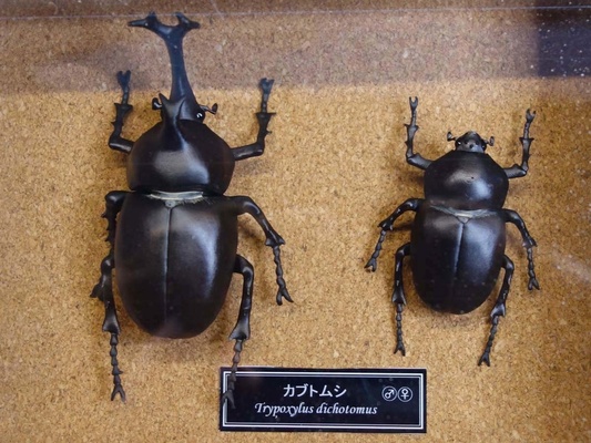 japonca gergedan böcek tripoksilus ikilik hayvanlar 3d print model - Mito3D