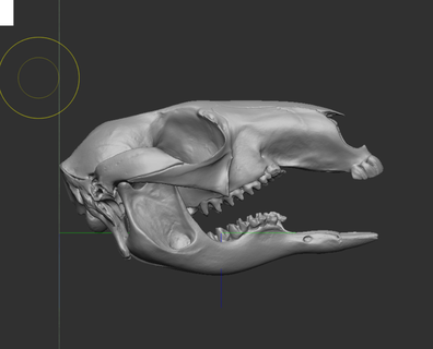 canguro cranio 3d scansione arte in lavorazione 3d print model - Mito3D
