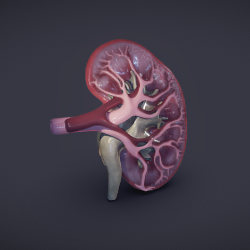 kidney various health 3D print model - Mito3D