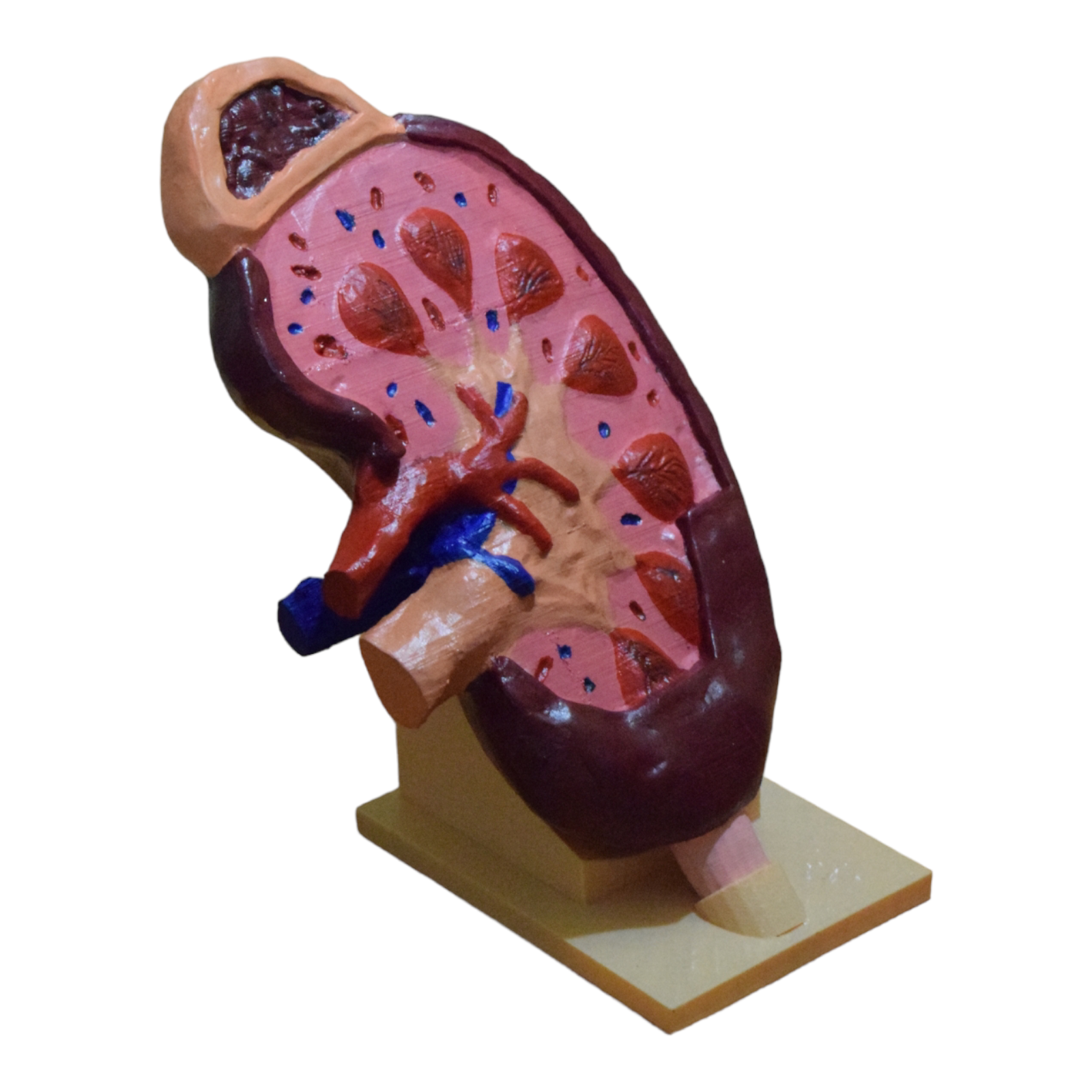 kidney - health model 3D print model - Mito3D