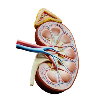 riñón cruzar sección anatomía riñones corteza glándula uréter suprarrenal vena seno adrenalina hormona cortisol papila artería cápsula pirámide menor cáliz médula 3d print model - Mito3D