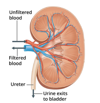 kidney model kidneycare humankidneys kidneyfunction kidneyfacts kidneytransplant 3d print model - Mito3D
