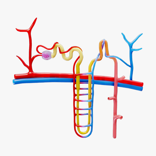 Niere Nephron Struktur Anatomie verschiedene Glomerulus Arterie Bogenschütze henle Ausscheidung krächzen peritubulär Kelch Glied Vene Kapsel Biologie Nieren medizinisch Ast Funktion 3d print model - Mito3D