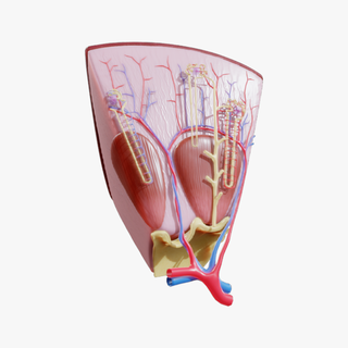 riñón nefrona estructura anatomía riñones buque cápsula pirámide artería cáliz suprarrenal corteza seno arquero excretorio médula Organo glomérulo papila cortical henle 3d print model - Mito3D