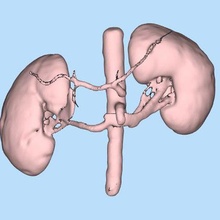 kidneys artries 3d print model - Mito3D