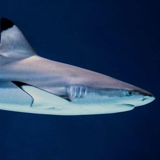 gentil requin poisson 3D print model - Mito3D
