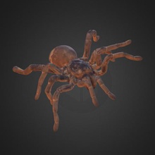 king baboon tarantula various spider 3d-scan museum 3d print model - Mito3D