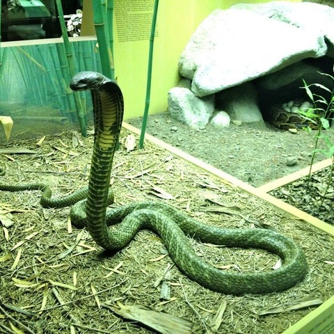king cobra nest game animal scan snake animals 3D print model - Mito3D