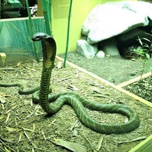 king cobra nid jeu animal la numérisation serpent les animaux 3d print model - Mito3D