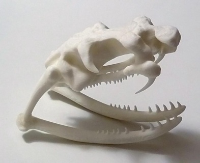 rei cobra crânio 3d print model - Mito3D