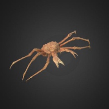 king crabe divers 3d-scan nz la nouvelle-zélande musée de crustacé 3d print model - Mito3D