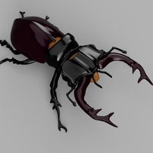 kite lucernario vari collezione insetto beetle animale 3d print model - Mito3D