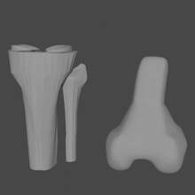 knee various femur tibia meniscus anatomic model 3d print model - Mito3D