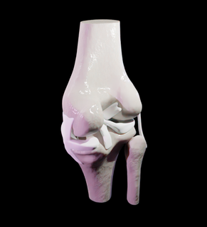 genou anatomie genou anatomie genou anatomie ligaments croisés croisé ligaments 3d print model - Mito3D