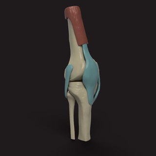 knee medical model bone ligaments dr medicine hip health human body 3d print model - Mito3D